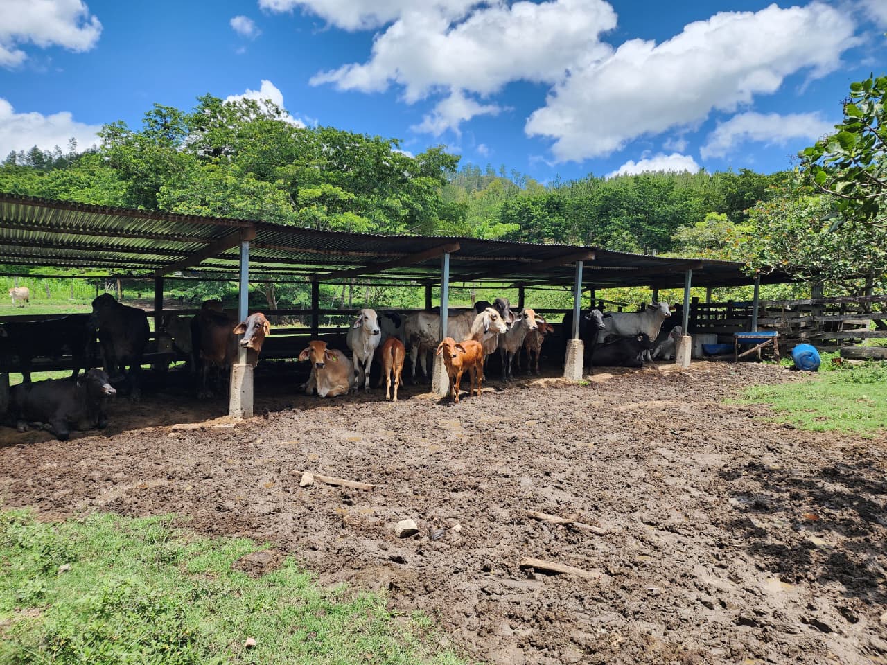 Propiedad rural de Arévalo Inversiones: ganado bajo techo, vegetación y cielo despejado